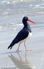 Weißer Austernfischer (5 von 8).jpg